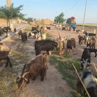 ۵۰بز۵۰ بیگ نمونه درجه یک