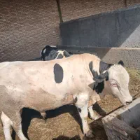 منشی خانم /سرایدار /نگهبان / حقوق ۴۰میلیون  مزایا|استخدام اداری و مدیریت|تهران, فلسطین (میدان انقلاب)|دیوار