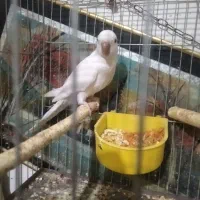 راهب نر تضمینی|پرنده|ارومیه, |دیوار