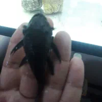 کت پوزه بوته ای|ماهی|قدس, شهرقدس|دیوار