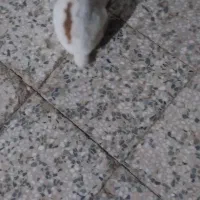 خرگوش برای فروش قیمت ۵۰۰
