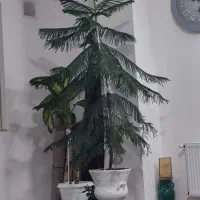 گل مطبخ
