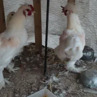 مرغ و خروس سلطان|حیوانات مزرعه|زرند, |دیوار