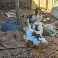 غاز( رودان|حیوانات مزرعه|رودان, |دیوار