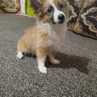 سگ پامرروباهی ب رنگ سفیدوکاراملی