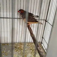 فنچ گلدین. کبوتر الماسی . فنچ کینگ|پرنده|سمنان, |دیوار