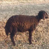 دو عدد بره یکی نر ویکی ماده|حیوانات مزرعه|نقده, |دیوار