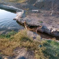 سگ گمشده|حیوانات|جلگه ماژان, |دیوار