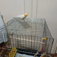 عروس هلندی و قفس کاسکو|پرنده|آستارا, |دیوار