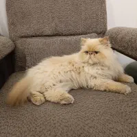 گربه ی پرشین|گربه|لواسان, |دیوار