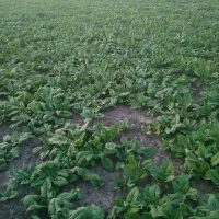 اسفناج خارجی ارزون