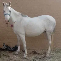 ماده گله ای درشت آبستن ۹ ماهه از الاغ