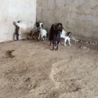 ۲راس بز جوان بابزغاله مناسب داشت