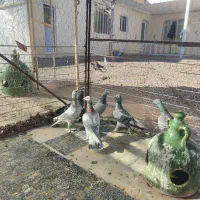 هفت رنگ خطی|پرنده|قزوین, |دیوار