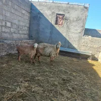 گوسفندجوان بره دار