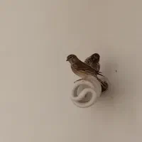 گلبسر ماده سهره سینه سرخ ماده ۲ قناری نر