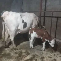 گاوسیمیتال ۲۰روز زائیده باگ ساله ماده