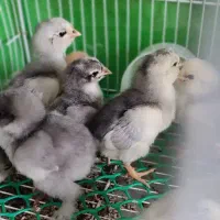 جوجه گلین طوسی و برهما