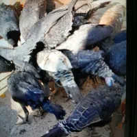 بوقلمون|حیوانات مزرعه|نورآباد, |دیوار