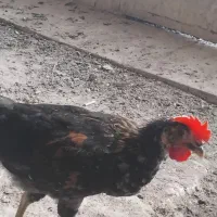 جوجه بومی