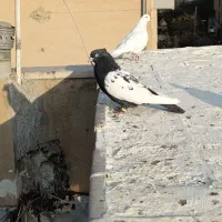 کفتر|پرنده|تهران, مسعودیه|دیوار