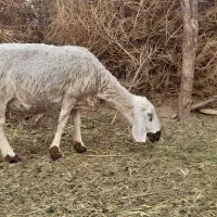 یک عدد گوسفند تروتمیز بقیمت مناسب