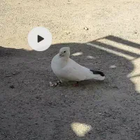 طوقی|پرنده|محمدشهر, سیدآباد|دیوار