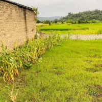 فروش زمین مسکونی ۵۰۰ متری|فروش زمین و ملک کلنگی|نکا, |دیوار