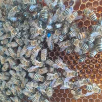 فروش زنبور عسل ‌کارنیکا ملکه جوان