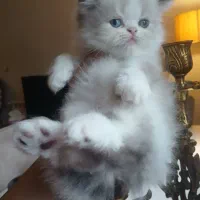 گربه پرشین عروسکی