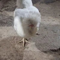 مرغ وخروس محلی