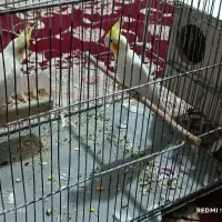 یک جفت عروس هلندی باقفس و لانه