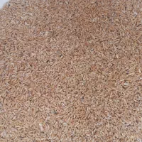 گندم ودانه گندم