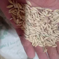 فروش جو
