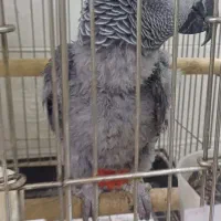 جوجه کاسکو حلقه پا رام دستی ۹ماهه ۲۰کلام|پرنده|تهران, اسکندری|دیوار