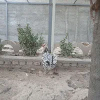 انواع مرغ و خروس و نیمچه|حیوانات مزرعه|وحیدیه, |دیوار