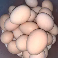 تخم مرغ برهما نطفه دار