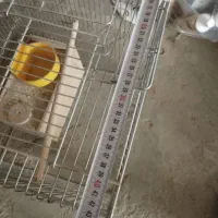 قفس عروس هلندی