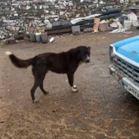 سگ گم شده|حیوانات|الیگودرز, |دیوار