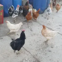 خروس|حیوانات مزرعه|تهران, صاحب الزمان|دیوار