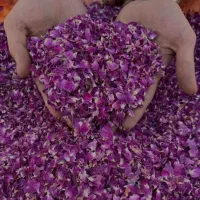 گل محمدی     پر