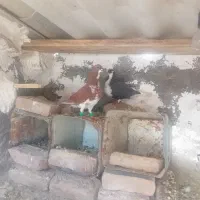 کفتر|پرنده|زبرخان, |دیوار