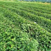 نهال توت فرنگی سابرینا|عمدهفروشی|دلند, |دیوار