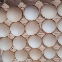 تخم اردک