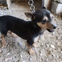 پاکوتاه ماده