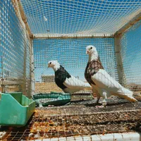 کبوتر طوقی|پرنده|اصفهان, مشکین|دیوار