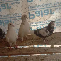 کبوتر پرشی