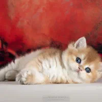 مجموعه گربه های اشرافی خاص ( پرشین بریتیش اسکاتیش)