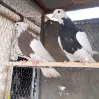 جوانه طوقی|پرنده|رباط‌کریم, مسکن مهر آبشناسان|دیوار