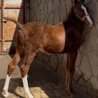 کره نر ۱ ساله کرد